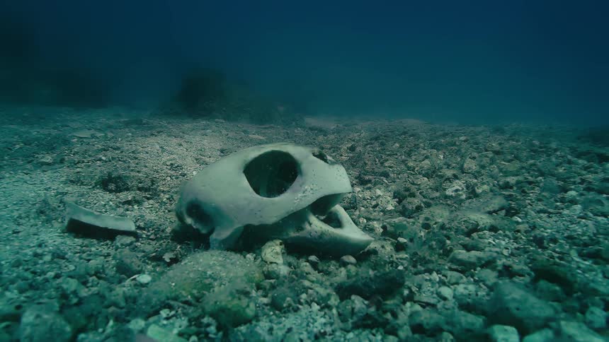 A sea turtle skull rests eerily on the dark and sandy ocean floor as a small fish swims by
