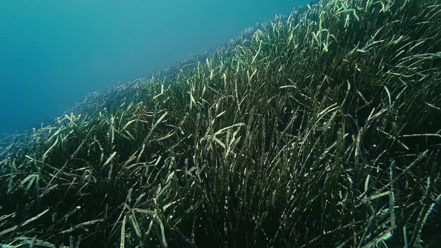 A serene underwater view of a vast seagrass meadow swaying gently in the sunlit ocean currents