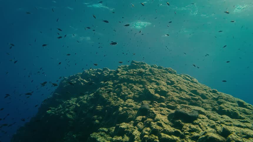 A tranquil cinemagraph captures a massive school of small fish swimming over a sunlit underwater rock formation