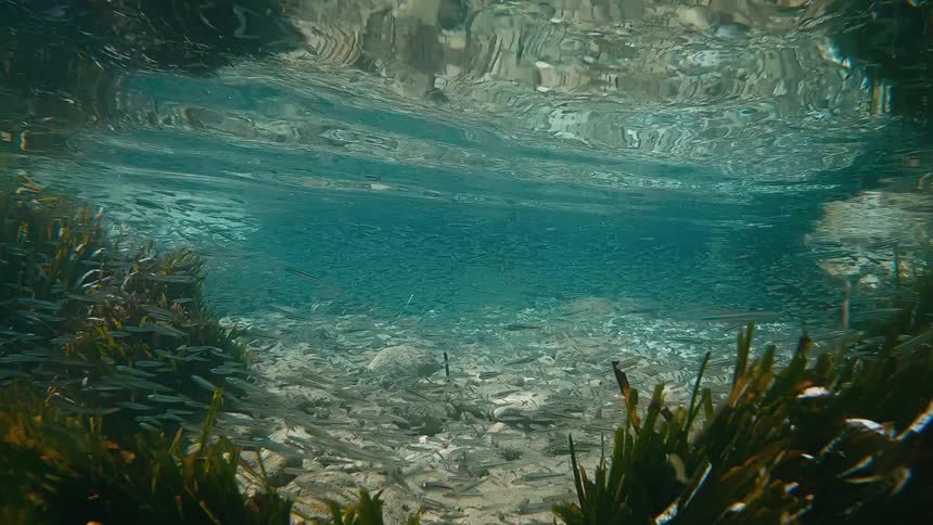 An underwater view from within a seagrass bed reveals a large school of small fish swimming in shallow, clear turquoise water