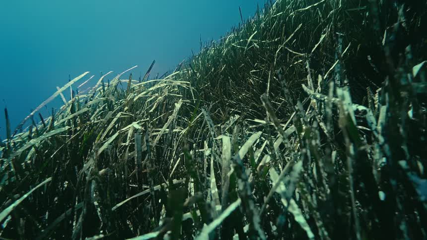 A serene underwater perspective from within a dense field of seagrass, looking up towards the deep blue water