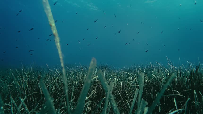 A slow push-in shot moves through an underwater meadow of seagrass as schools of small fish swim peacefully in the blue ocean