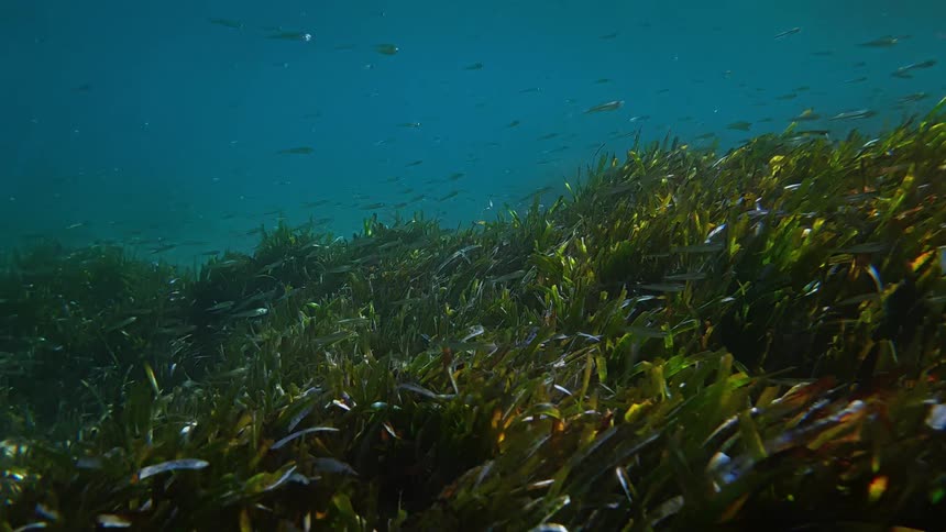 A large school of tiny silver fish swims over a swaying bed of lush green seagrass in the clear blue ocean