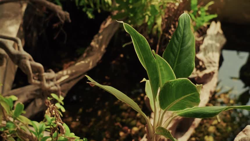 Sunlight illuminates a vibrant green plant next to a still pond with driftwood in a tranquil garden setting
