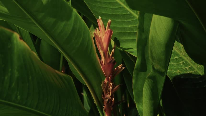 A slow zoom focuses on a vibrant red tropical flower nestled amongst large, lush green leaves