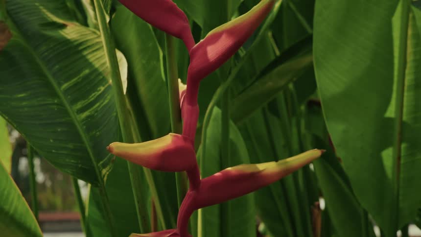 A slow tilt down a vibrant red and yellow Heliconia tropical flower nestled amongst lush green leaves