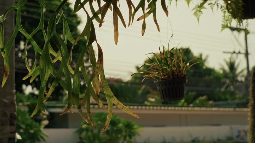 A lush staghorn fern hangs peacefully in the warm afternoon light, with another potted plant in the soft-focus background
