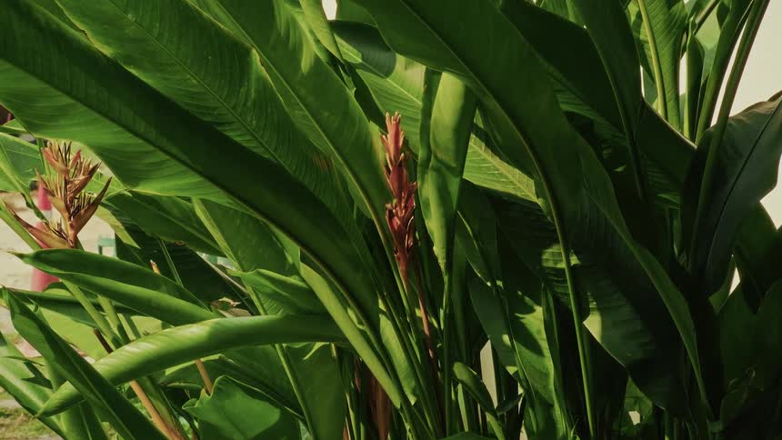 A static close-up of a red tropical Heliconia flower surrounded by lush green leaves in the sunlight