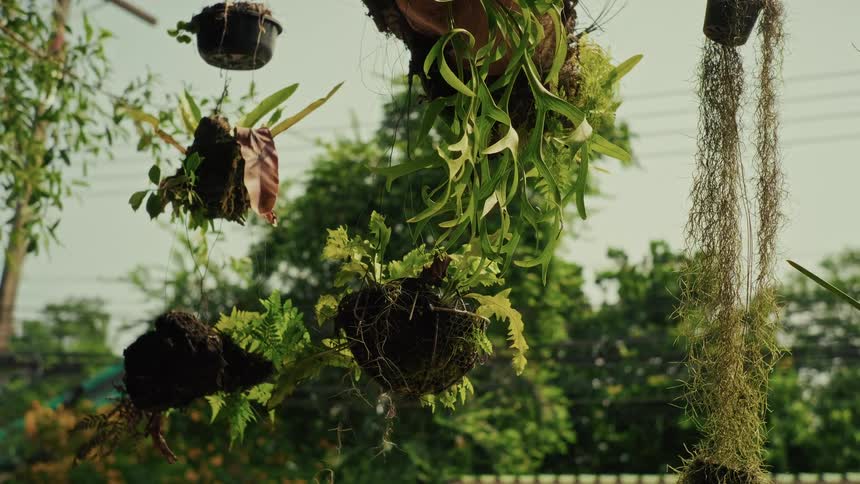 A collection of lush green hanging plants and ferns, including Spanish moss, sways gently while being watered by a fine mist in a garden