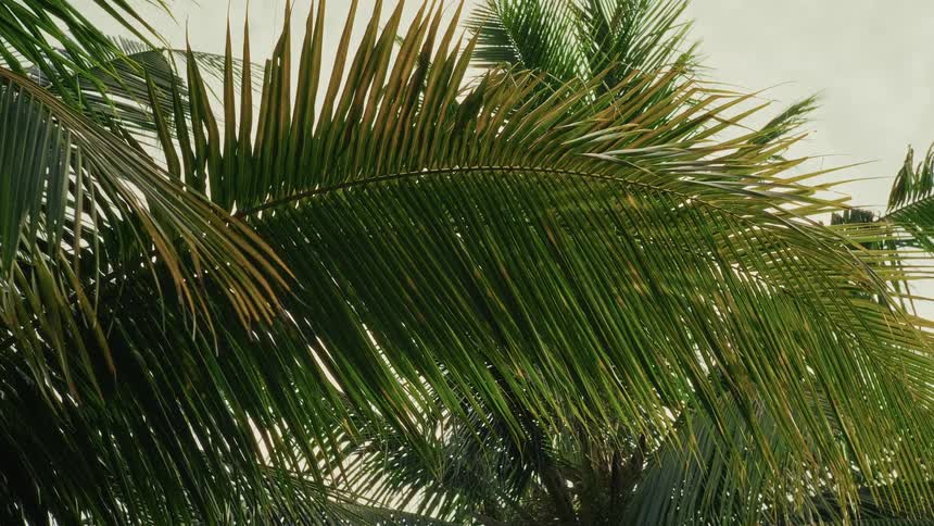 A close up of green and yellow palm tree leaves hanging still in the tropical air against a bright sky