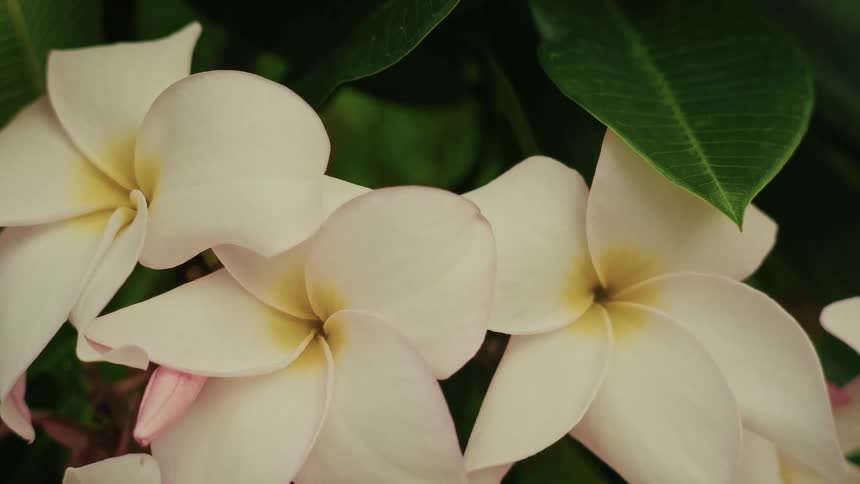 A serene close-up of delicate white and yellow plumeria flowers gently swaying amidst lush green leaves