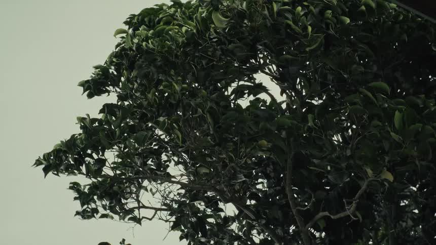 Slow motion shot of a leafy treetop being thrashed by strong winds against a gray, overcast sky