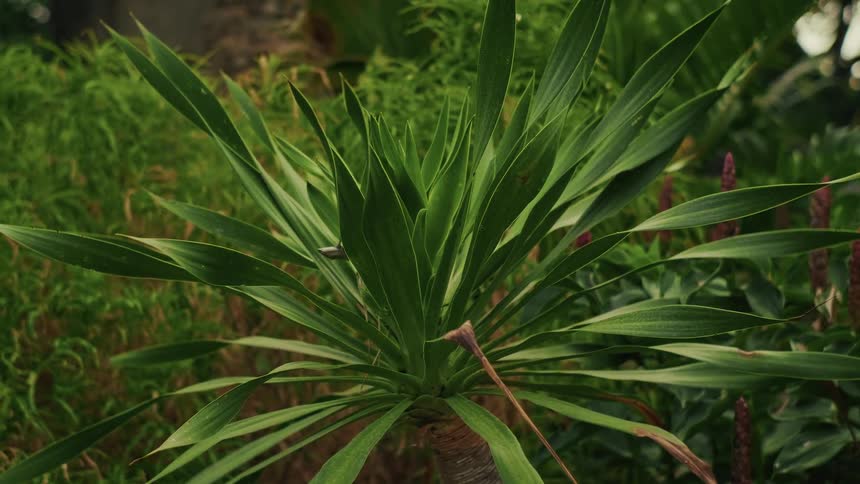 A static close-up shot of a green tropical yucca plant surrounded by lush foliage in a garden
