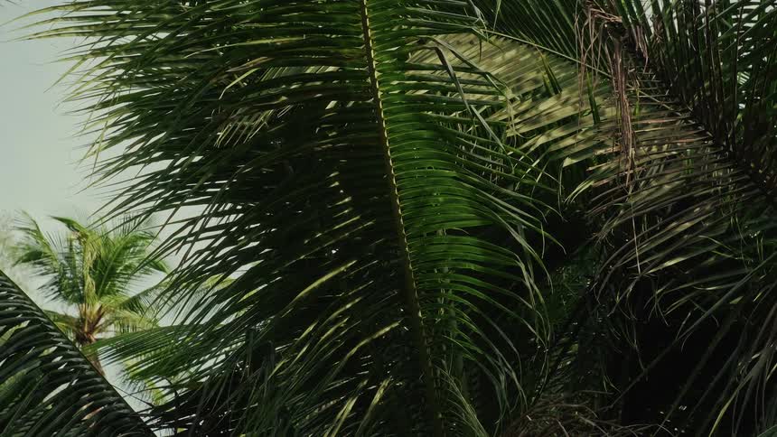 Lush green palm tree fronds gently sway in a tranquil tropical breeze