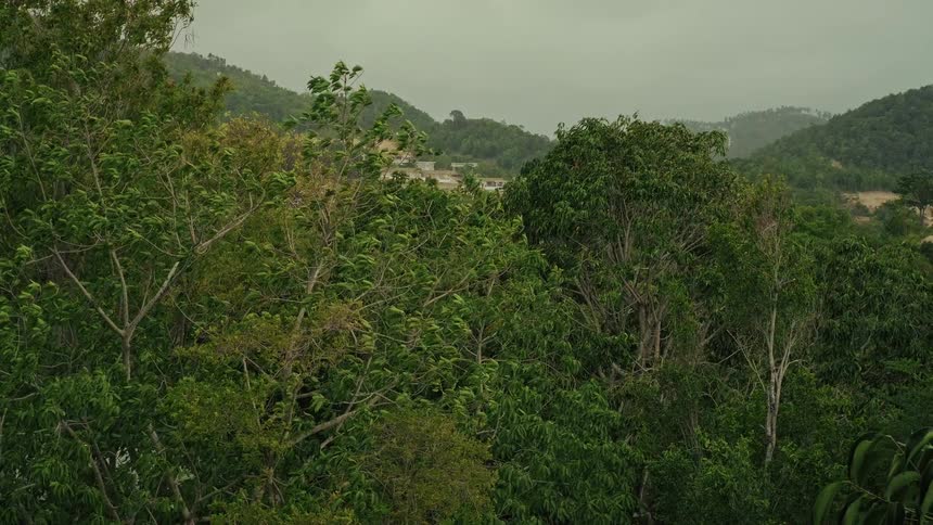 A static wide shot shows trees blowing in strong winds on an overcast day in a tropical forest valley