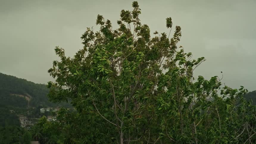 A tall green tree thrashes in the strong winds on a gloomy, overcast day during a storm