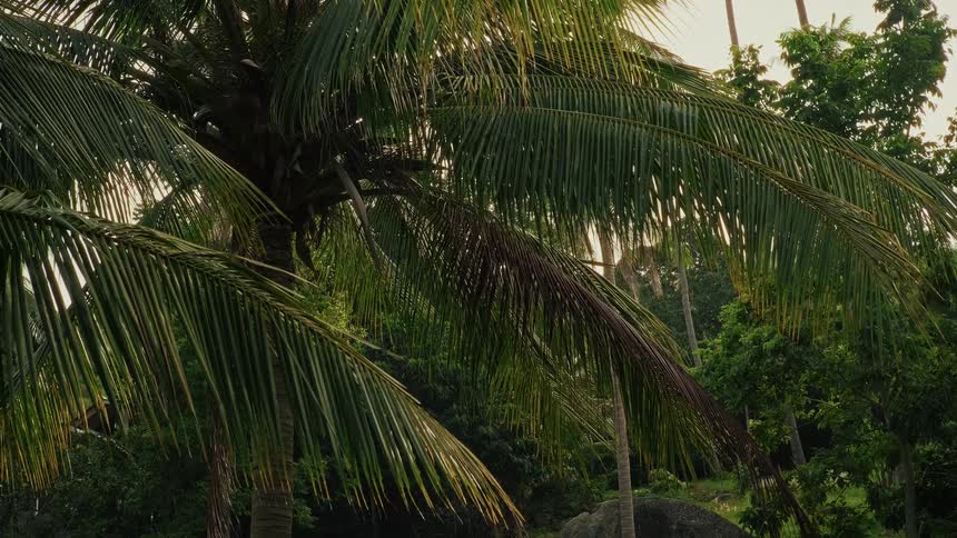 Raindrops fall on lush green coconut palm tree leaves during a gentle storm in the tropical jungle