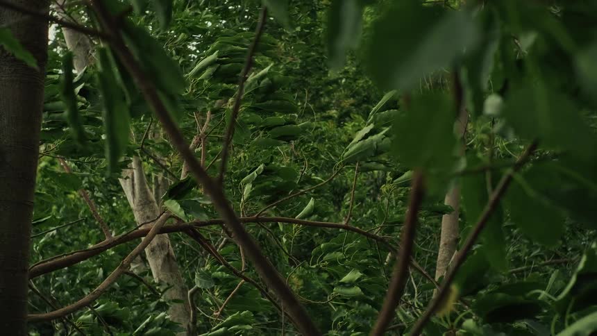 Strong winds blow through the lush green leaves of a dense forest during a storm