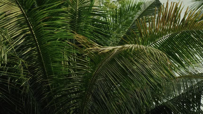 A close-up shot of vibrant green palm tree leaves gently swaying in a calm breeze