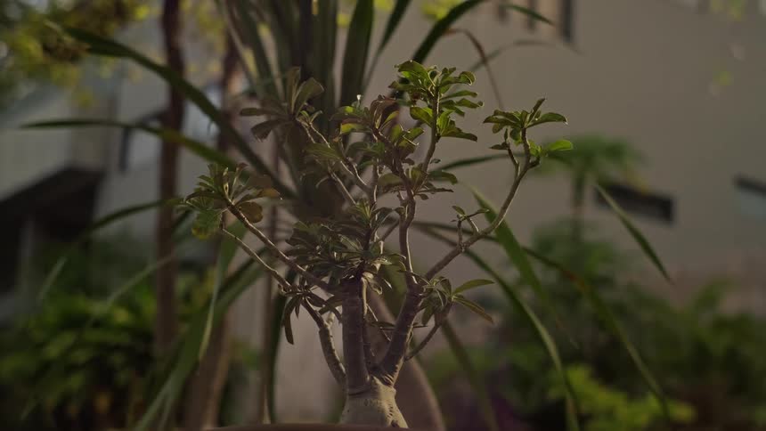 A time-lapse captures the transition from night to day as the sun rises over a small potted bonsai-like plant in an urban garden