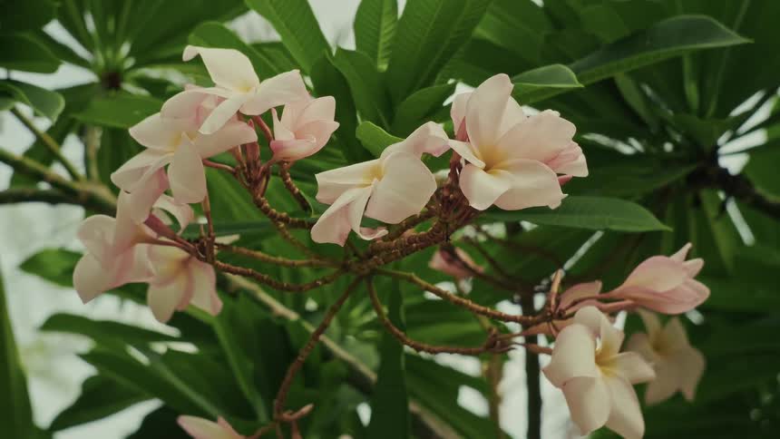 A close-up of delicate light pink plumeria flowers gently swaying on a branch amidst lush green leaves