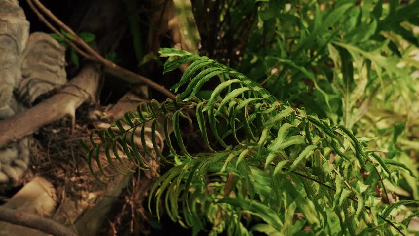 A close-up view of a vibrant green fern frond in a softly lit, natural setting