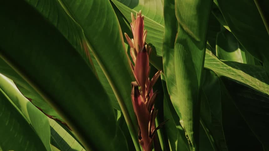 A close-up slow zoom reveals a vibrant red tropical flower nestled amongst lush green sunlit leaves