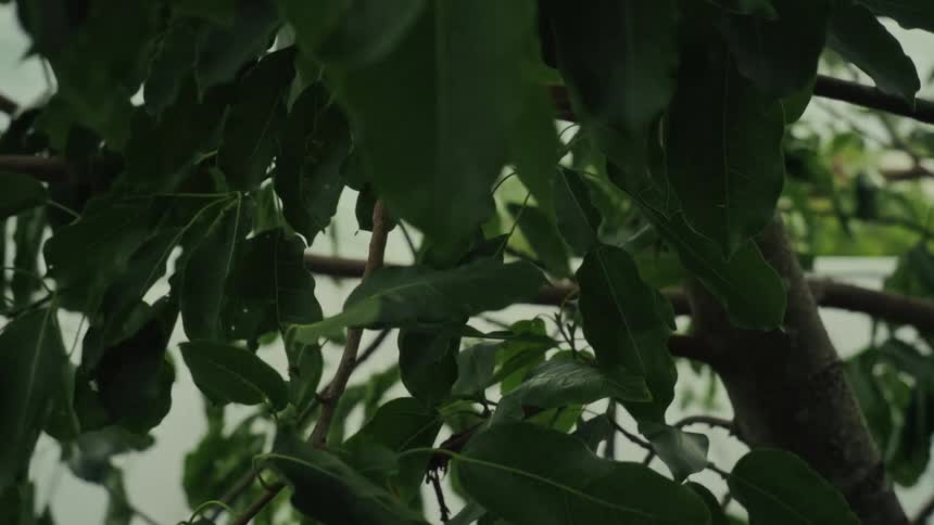 Tree leaves and branches blow wildly during a strong windstorm on an overcast day