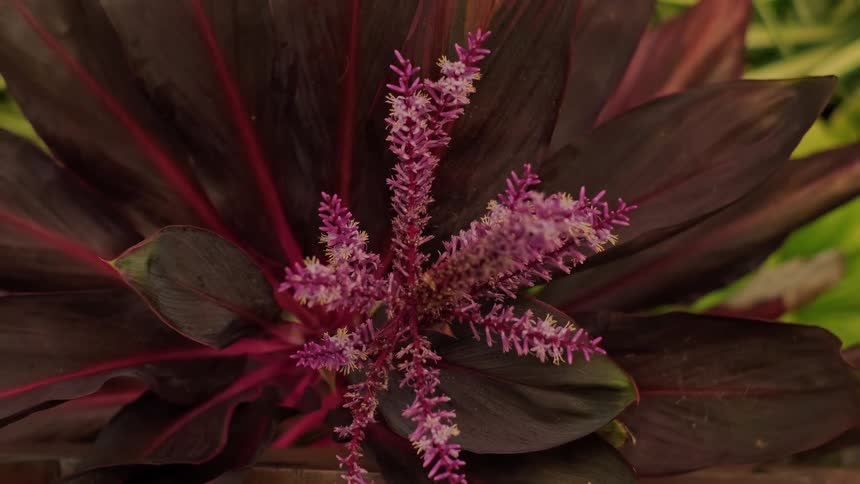 A top-down, close-up, static view of a pink and purple cordyline terminalis plant in full bloom