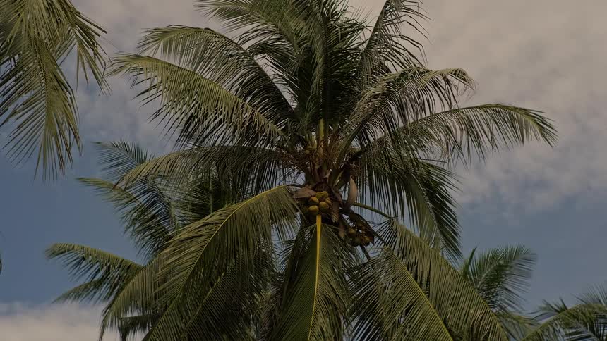 A low-angle view of a tropical coconut palm tree with fruit swaying gently in the breeze against a cloudy sky