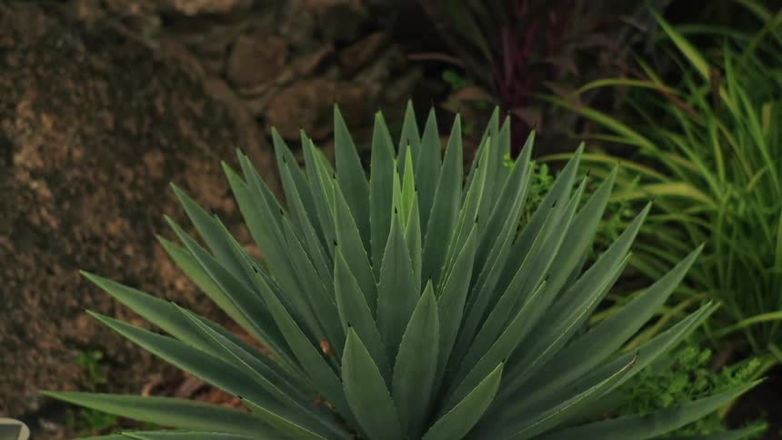 Close-up of a green spiky agave succulent plant growing in a rocky garden