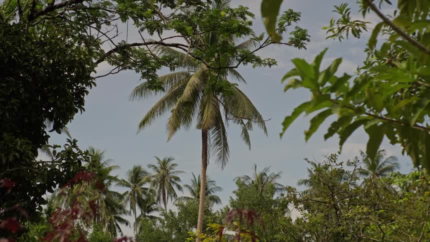 A lone palm tree stands tall amidst a lush tropical jungle against a bright sky