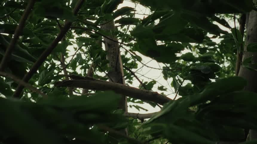Lush green leaves on a tree branch sway gently in a slow-motion breeze on an overcast day
