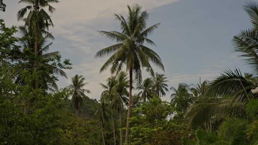 Towering coconut palm trees sway in a gentle breeze amidst a lush green tropical jungle