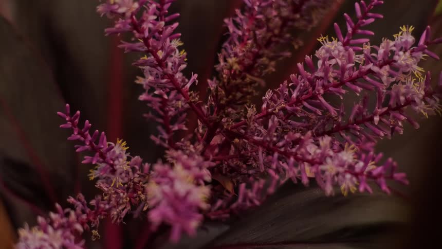 A detailed macro shot of delicate purple flower blossoms with yellow stamens against a dark, moody background