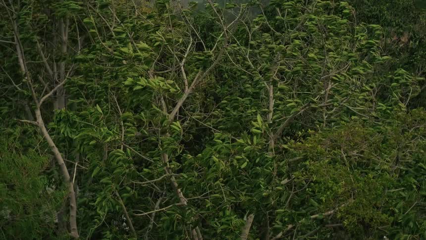 A dense canopy of lush green trees sways and whips back and forth in a powerful wind on a stormy, overcast day