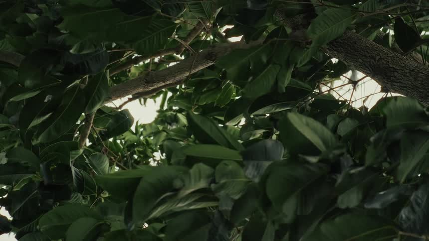 A calming low-angle view looking up into the dense green leaves of a large tree swaying in the wind