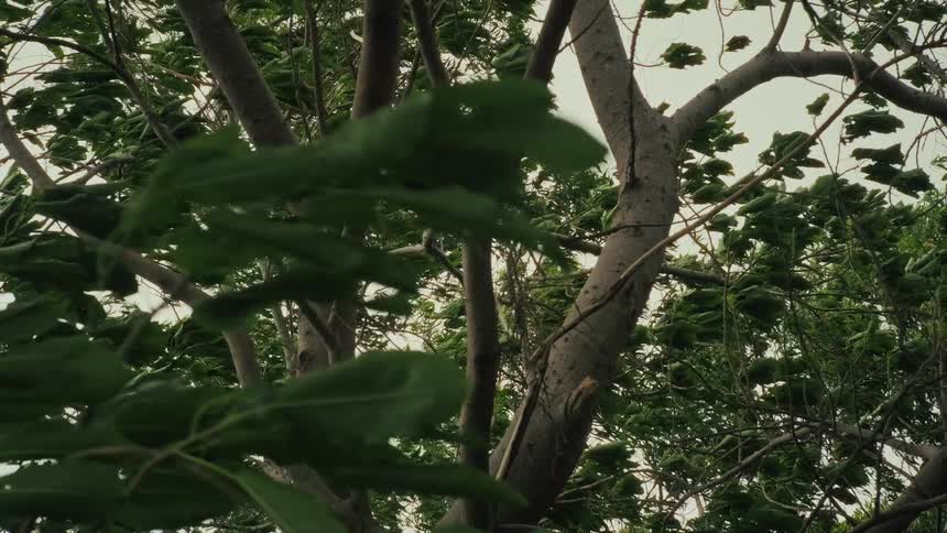 A slow zoom out from a tree's branches and leaves as they are tossed about by a strong wind during a storm