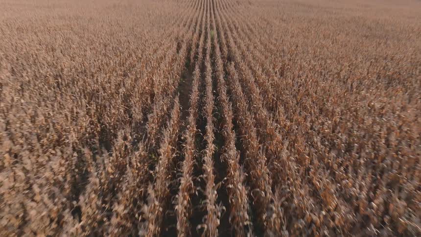 A fast aerial drone shot flies low over a dry cornfield in autumn, tilting down towards the rows of crops ready for harvest