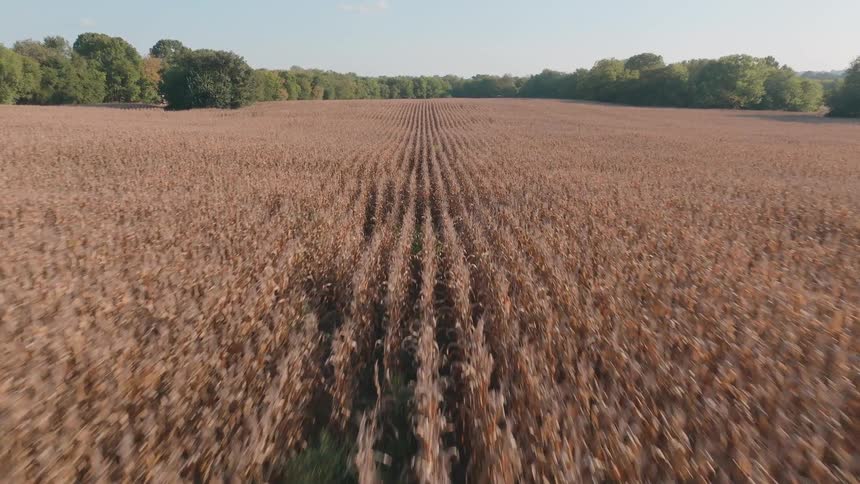 An aerial drone swiftly flies over a vast, dry cornfield ready for harvest on a sunny day