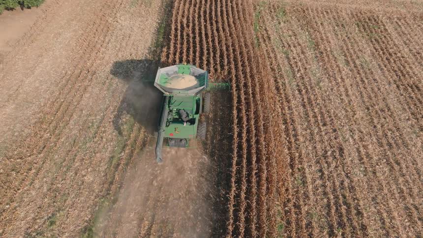 An overhead aerial view follows a combine harvester as it cuts through rows of dry corn during the autumn harvest