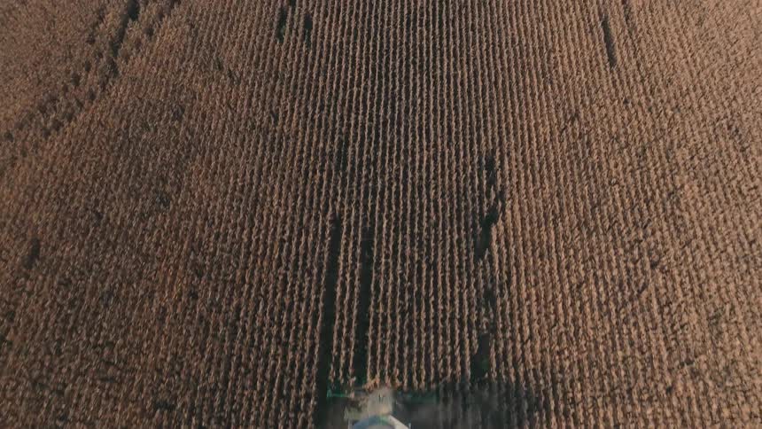 An aerial top-down view follows a combine harvester as it moves through a vast, dry cornfield, kicking up dust while gathering the harvest