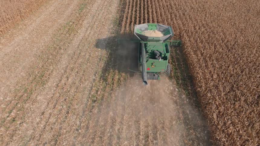 Aerial view of a combine harvester working in a vast cornfield, gathering crops during the autumn harvest season