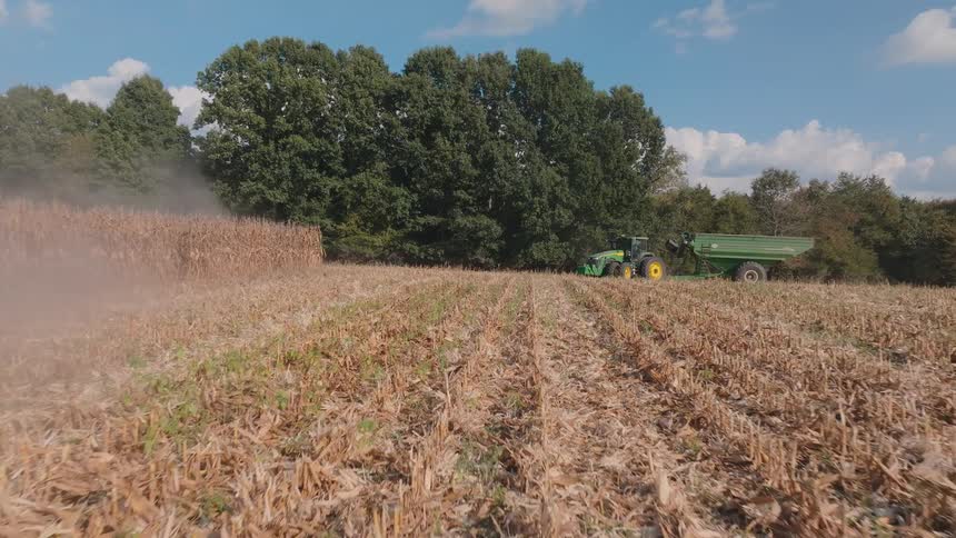 A green combine harvester cuts through a dry cornfield during the autumn harvest on a sunny day