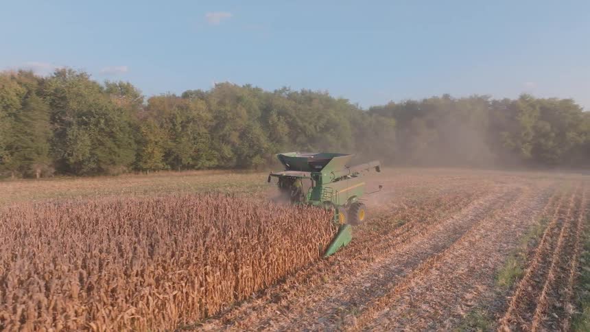 An aerial shot follows a combine harvester as it kicks up dust while moving through a dry cornfield during the autumn harvest