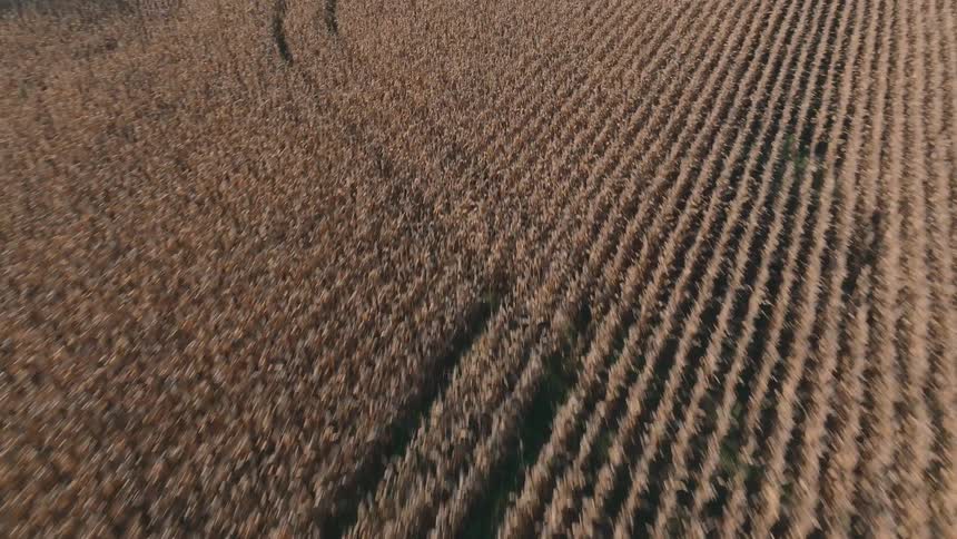 Aerial view moving over a vast, dry cornfield bordered by lush green trees on a sunny day