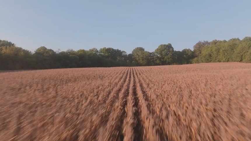 A fast-paced, low-altitude aerial shot flying over a golden brown field of corn ready for harvest