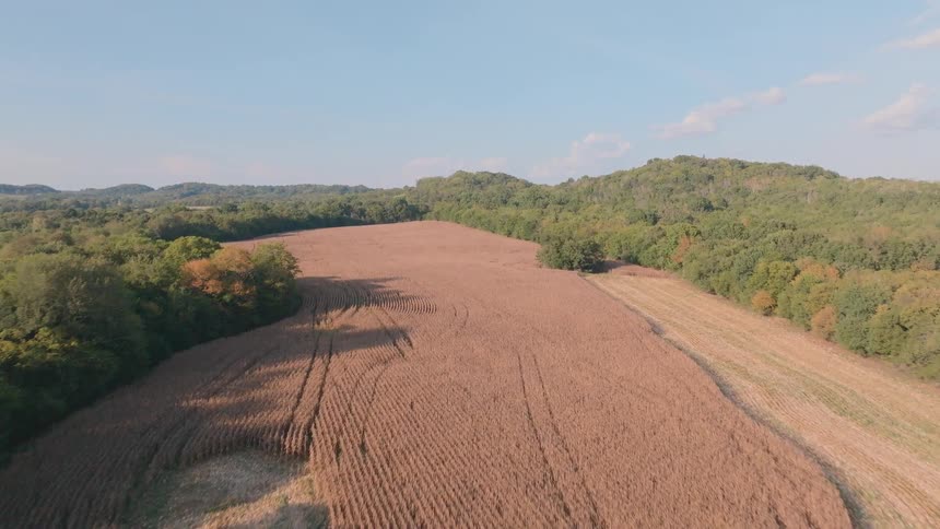 An aerial drone shot flies over a harvested field and a line of trees to reveal a large, golden cornfield ready for harvest in the rolling countryside
