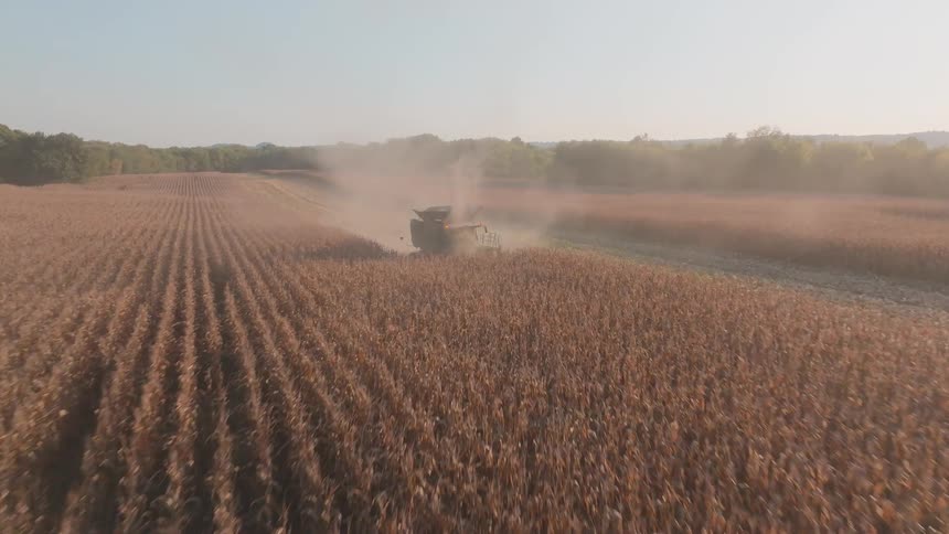 An aerial drone shot flies towards and over a combine harvester reaping a dry cornfield, kicking up dust in the autumn sun