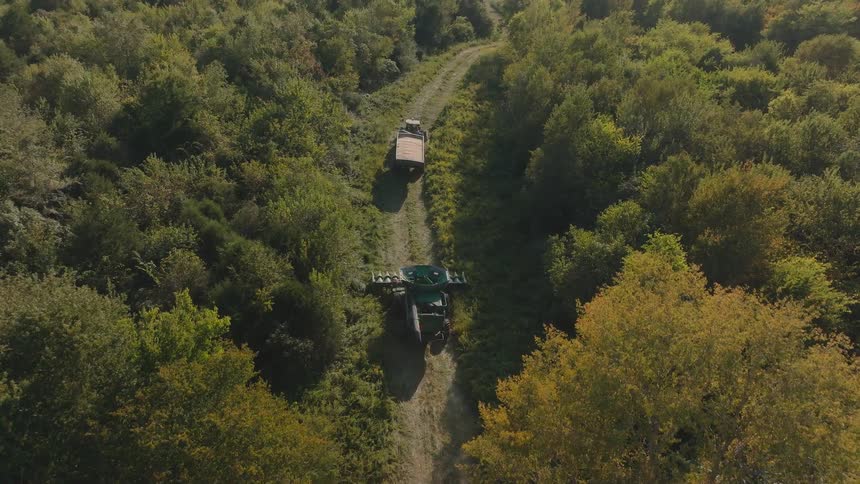 An aerial view shows a combine harvester leading a tractor down a dirt road through a dense, sunlit forest